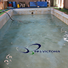 5 swimming restoration RSLSlogo