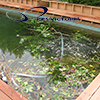 1 pool restoration before AVSlogo